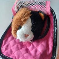 gatto con trasportino