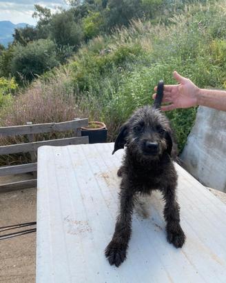 Cani da caccia