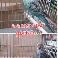 Cocorite ala nera