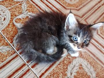 Ragdol incrocio Maine coon