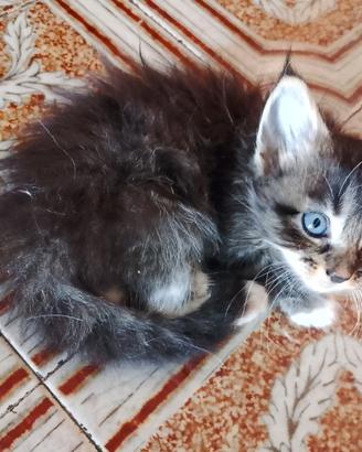 Ragdol incrocio Maine coon