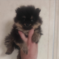 Spritz Pomerania