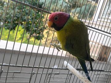 Pappagalli