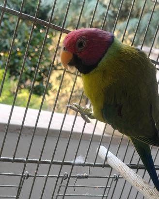Pappagalli