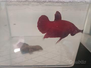 Pesci betta conbattenti
