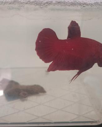 Pesci betta conbattenti