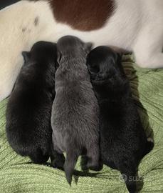 Disponibile ultima cucciola di chihuahua
