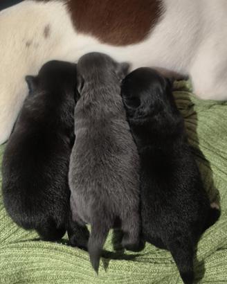 Disponibile ultima cucciola di chihuahua