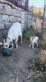 Capra con capretti