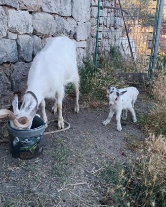 Capra con capretti
