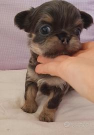 Chihuahua maschio con pedigree enci