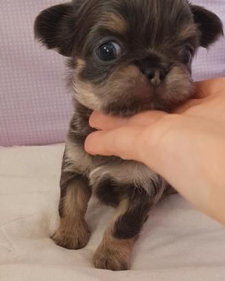 Chihuahua maschio con pedigree enci