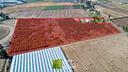 impianto-kiwi-verde-6-ha-fronte-strada-con-pozzo