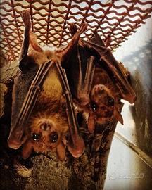 Pipistrello della Frutta