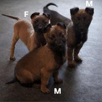 Cuccioli di pastore belga Malinois