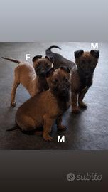 Cuccioli di pastore belga Malinois