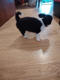 Chihuahua