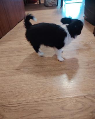 Chihuahua