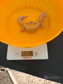 Geco Leopardino