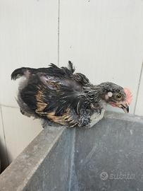Galletto marans