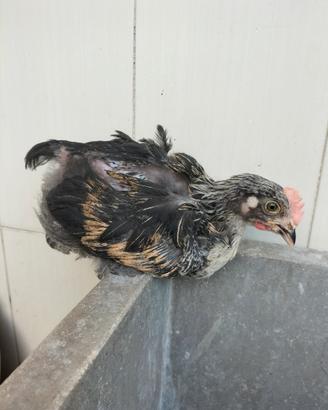Galletto marans