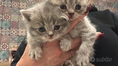 Ultima Scottish Stright 1 femmina