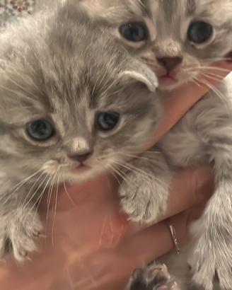 Ultima Scottish Stright 1 femmina