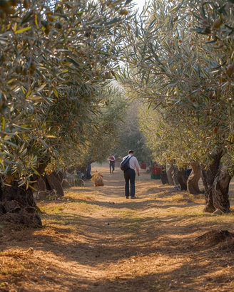 Raccolta olive