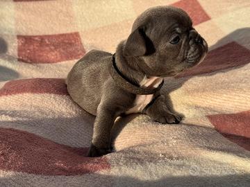 Bulldog francese maschio blue