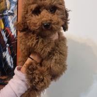 Thor, cucciolo di Barbone fulvo solido