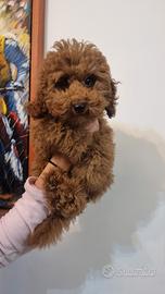 Thor, cucciolo di Barbone fulvo solido