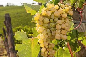 TIMORASSO : Vi dice qualcosa . ?