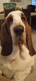Basset hound per monta