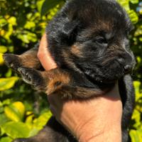 Pastore Tedesco cuccioli disponibili