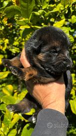 Pastore Tedesco cuccioli disponibili