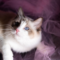 Ragdoll adulta chocolate point bicolour