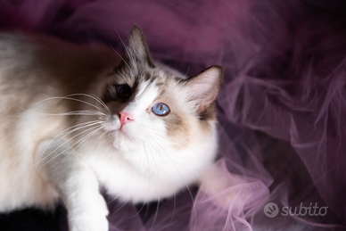 Ragdoll adulta chocolate point bicolour