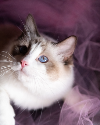 Ragdoll adulta chocolate point bicolour