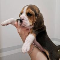 Ultimo maschietto Beagle Elisabeth