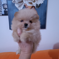 Spitz tedesco nano pomerania