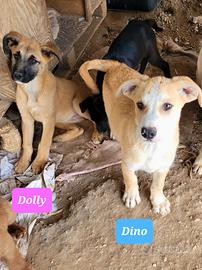 Piccoli adorano famiglia