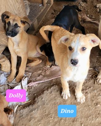 Piccoli adorano famiglia