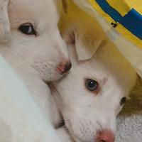 Cuccioli da regalare