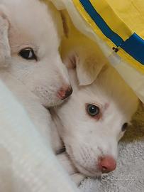 Cuccioli da regalare