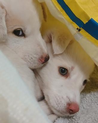 Cuccioli da regalare