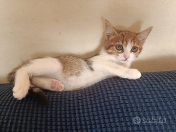 Gattini cuccioli