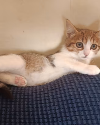 Gattini cuccioli