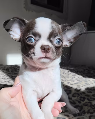 Chihuahua maschietto pelo corto Pedigree Enci 