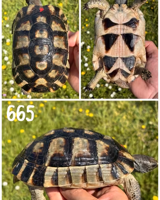 Testudo marginata sarda tartaruga terra testuggine