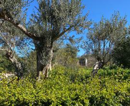 Terrasini - Cala Rossa: terreno agricolo 1300mq